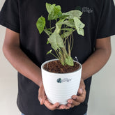 Syngonium Green splash, with 5.5 inches white decor pot